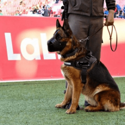 Servicios con Perros de Seguridad