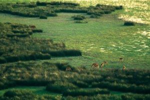 Terrenos cinegéticos.